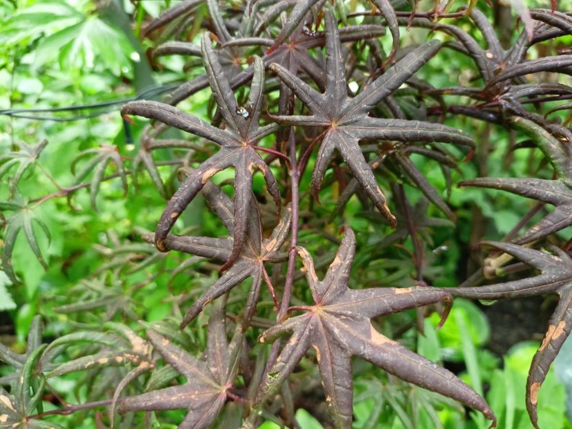 01.06.2024 Peve Starfish - Grădina 2024 continuare 3