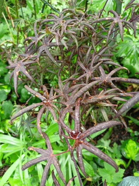  - Grădina 2024 continuare 3