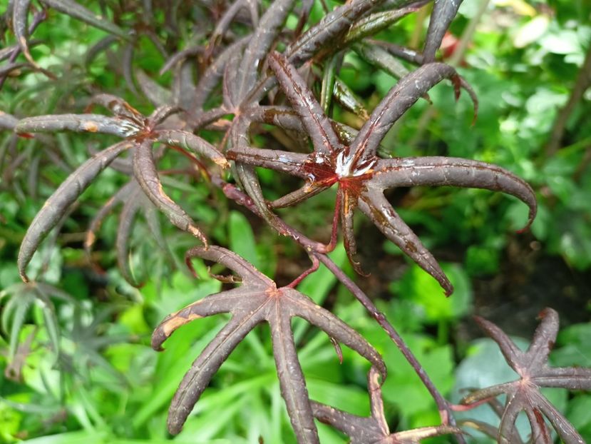  - Grădina 2024 continuare 3