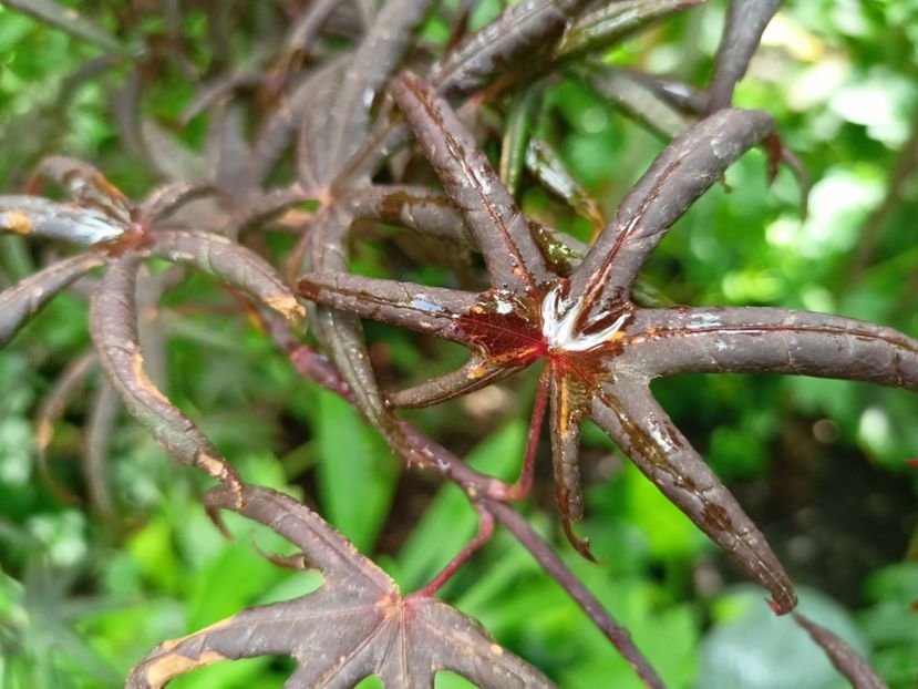  - Grădina 2024 continuare 3