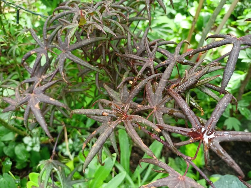  - Grădina 2024 continuare 3