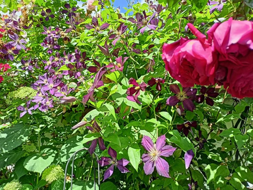  - Grădina 2024 continuare 3