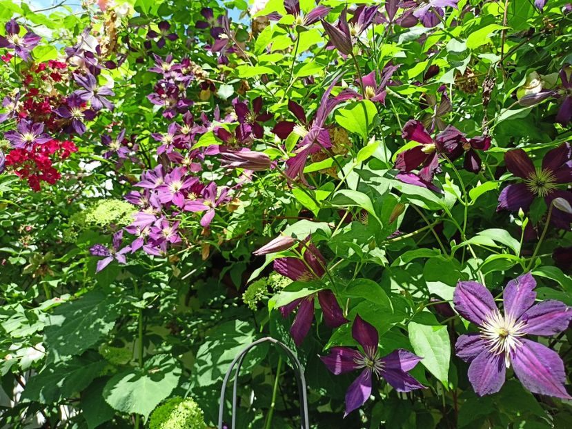  - Grădina 2024 continuare 3