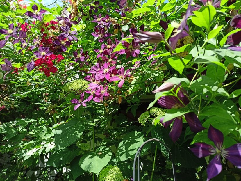  - Grădina 2024 continuare 3