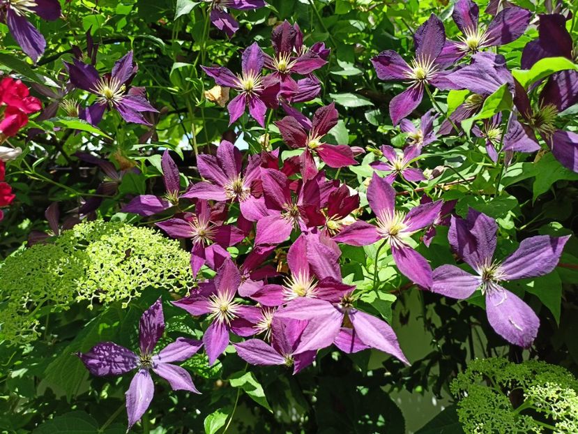  - Grădina 2024 continuare 3