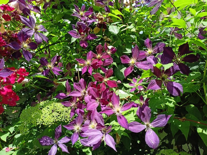  - Grădina 2024 continuare 3