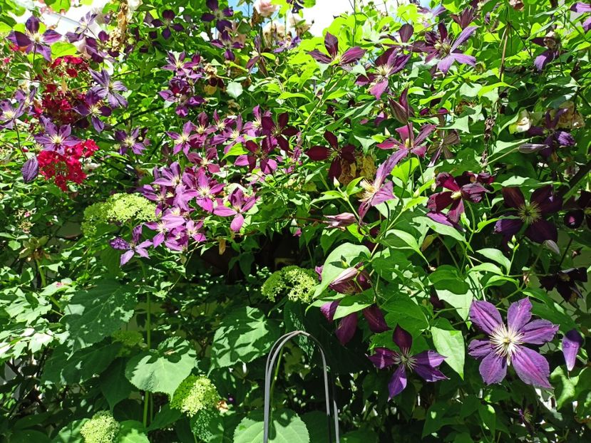  - Grădina 2024 continuare 3