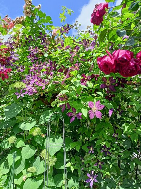  - Grădina 2024 continuare 3