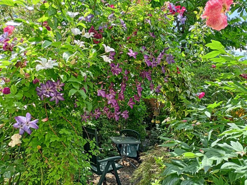  - Grădina 2024 continuare 3