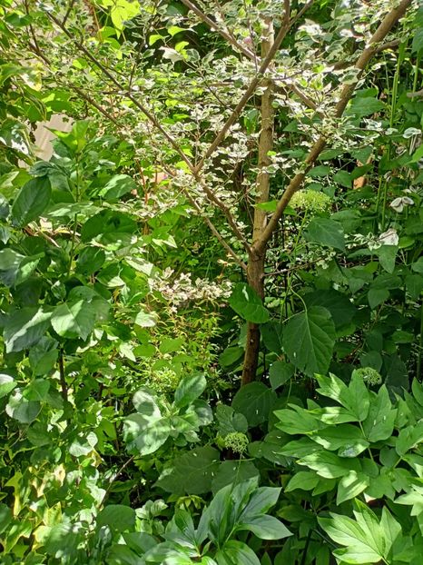  - Grădina 2024 continuare 3