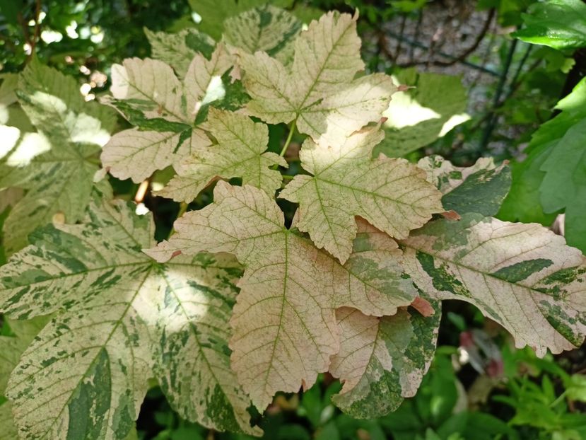  - Grădina 2024 continuare 3