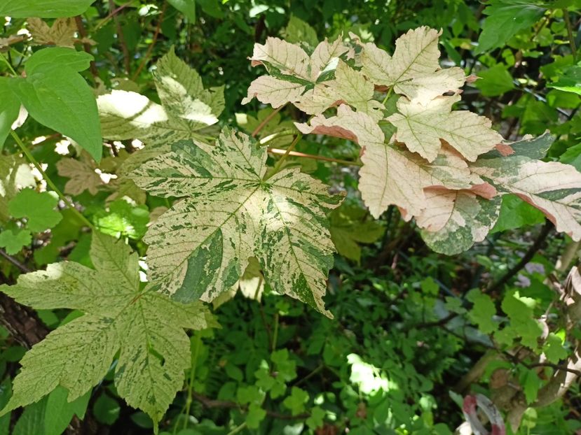  - Grădina 2024 continuare 3