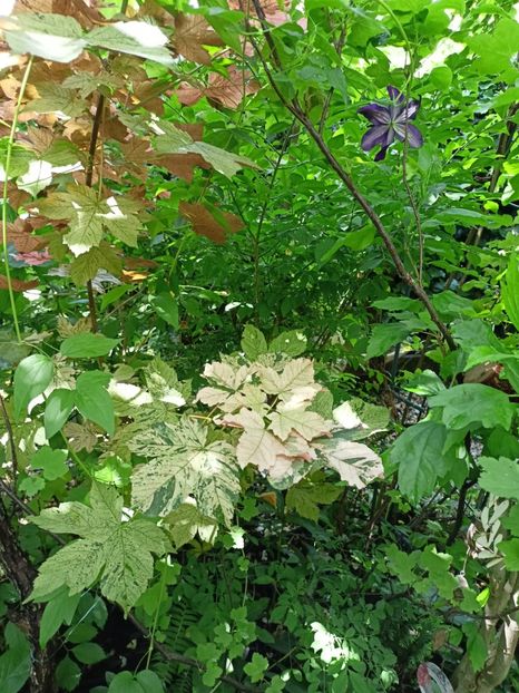  - Grădina 2024 continuare 3