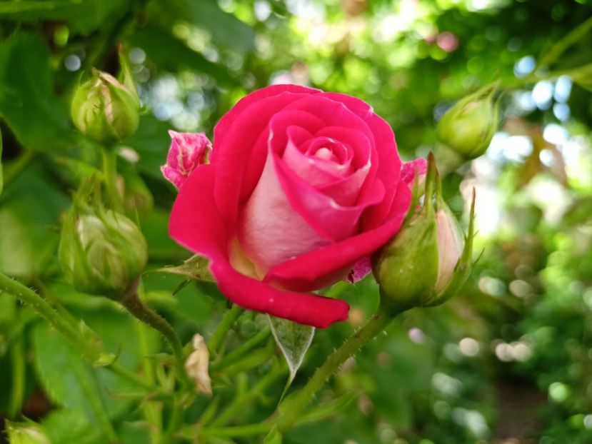  - Grădina 2024 continuare 3