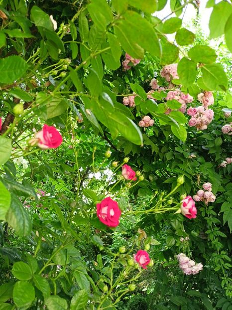  - Grădina 2024 continuare 3