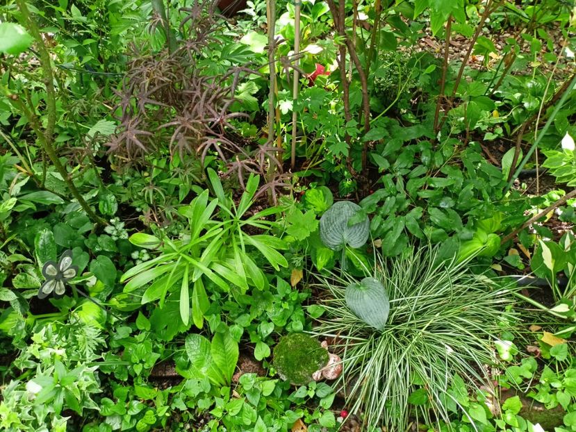  - Grădina 2024 continuare 3