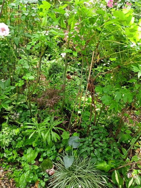  - Grădina 2024 continuare 3