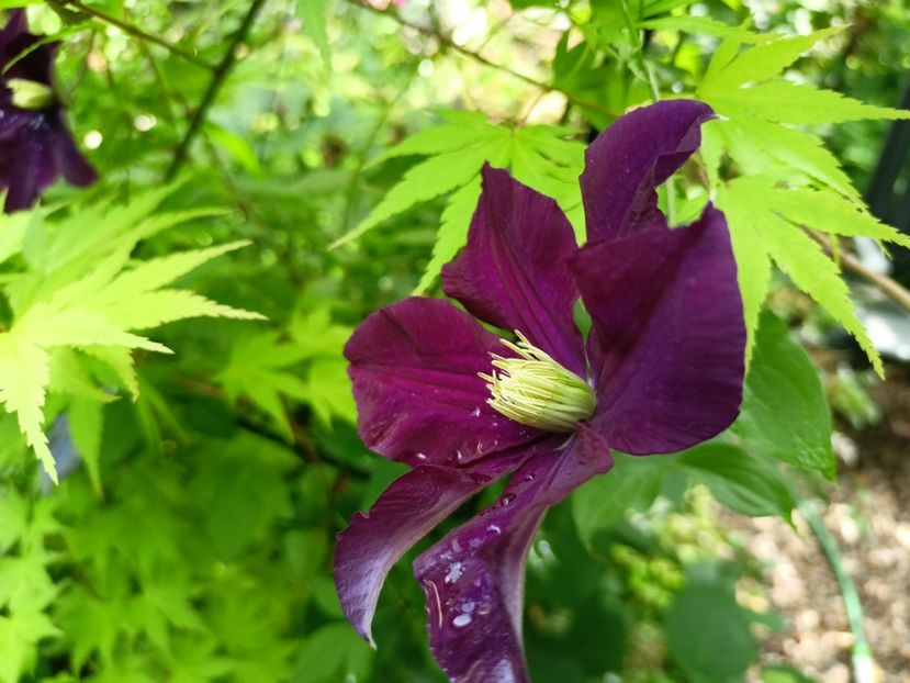 Niobe - Grădina 2024 continuare 3