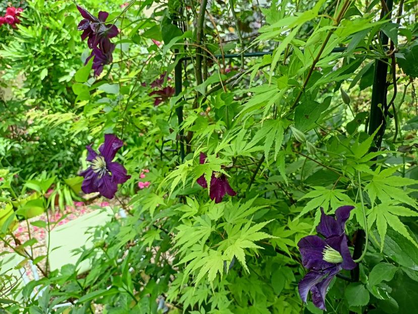  - Grădina 2024 continuare 3