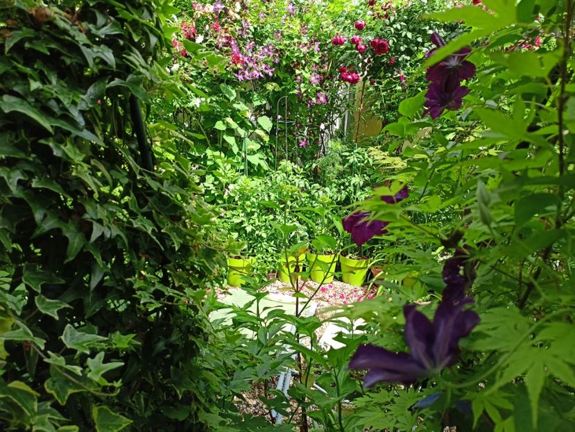  - Grădina 2024 continuare 3