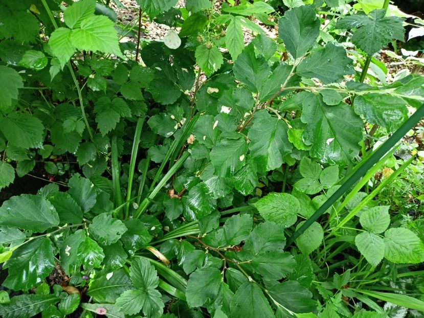  - Grădina 2024 continuare 3