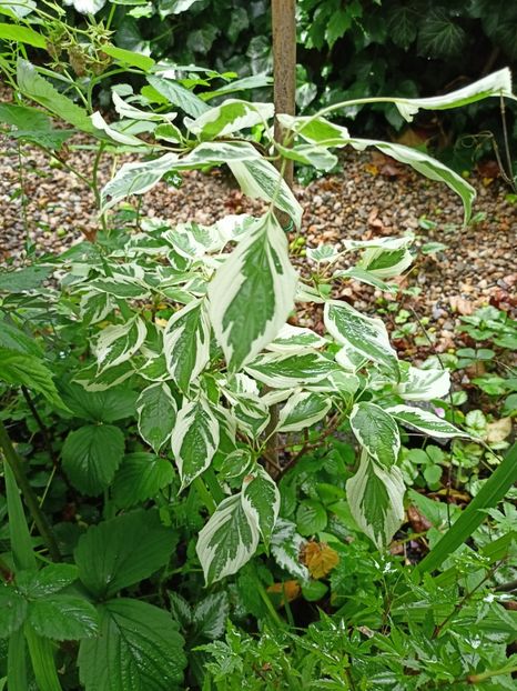 Cornus controversa Variegata - Grădina 2024 continuare 3