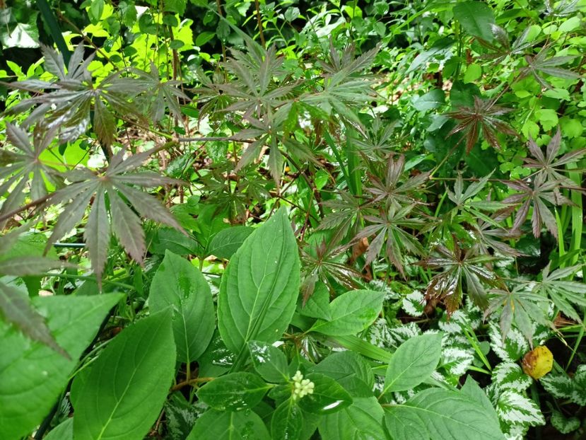 Trompenburg - Grădina 2024 continuare 3