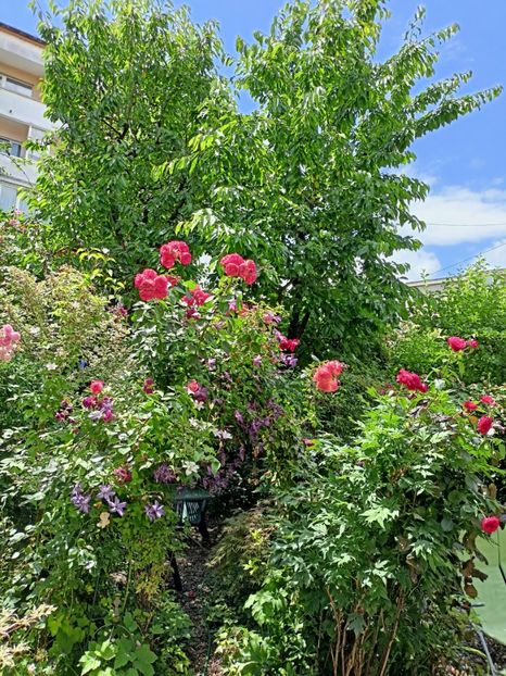  - Grădina 2024 continuare 3