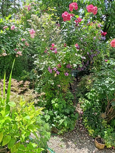  - Grădina 2024 continuare 3