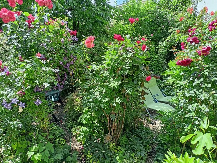  - Grădina 2024 continuare 3