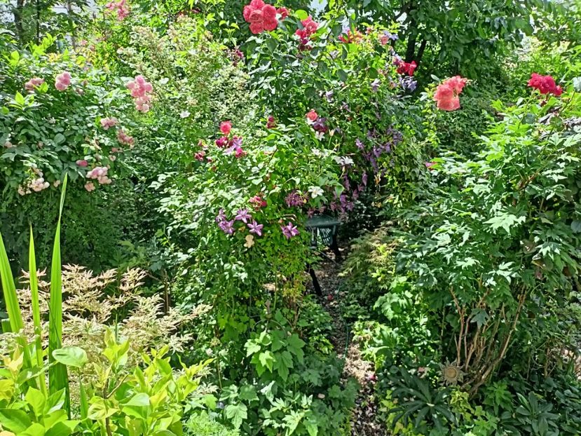  - Grădina 2024 continuare 3