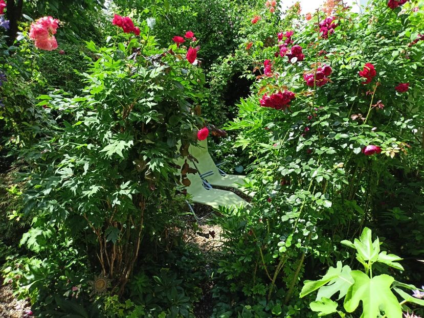  - Grădina 2024 continuare 3