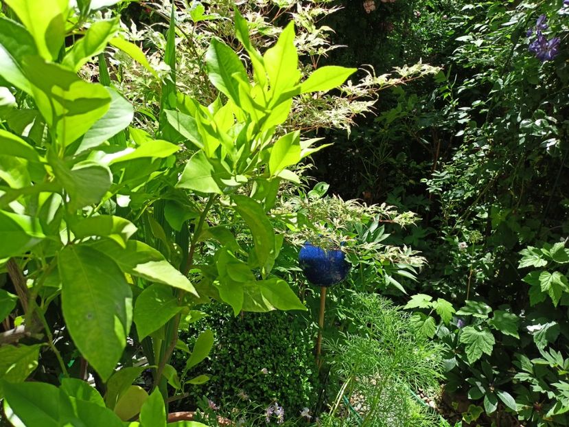  - Grădina 2024 continuare 3