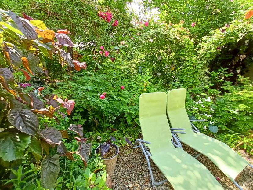  - Grădina 2024 continuare 3