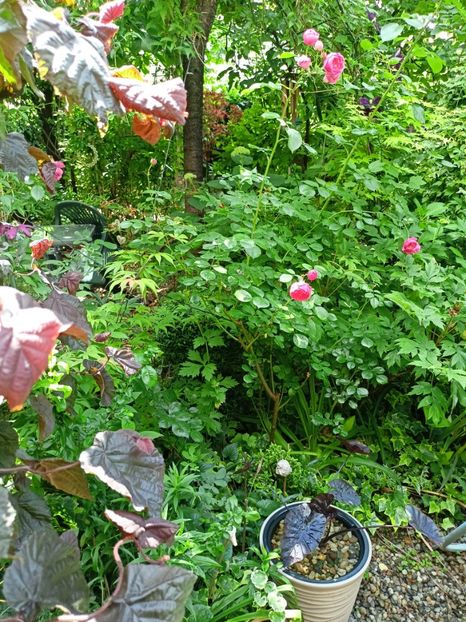  - Grădina 2024 continuare 3