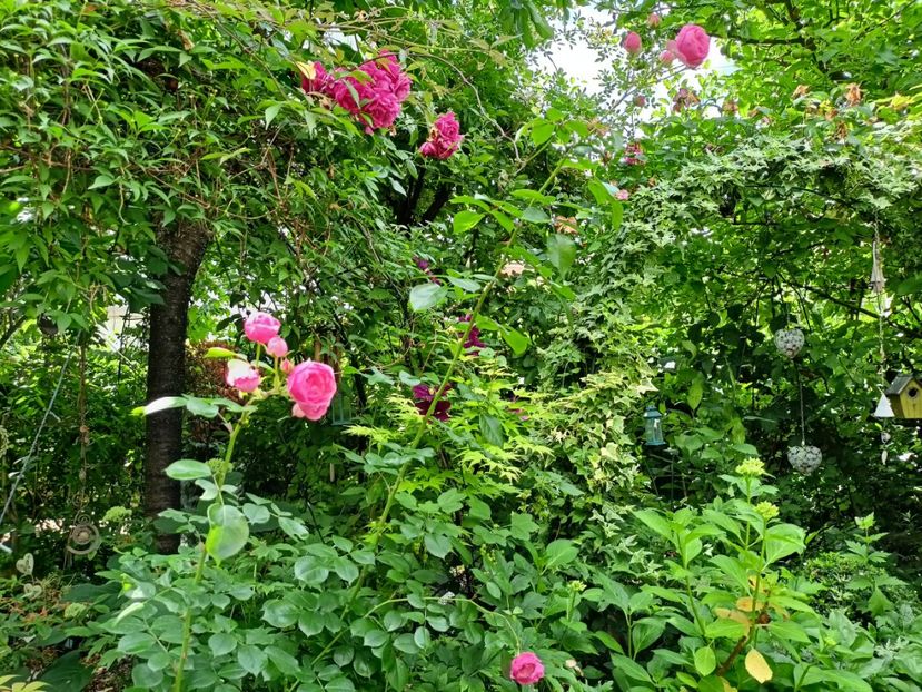  - Grădina 2024 continuare 3