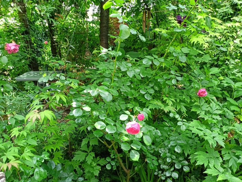  - Grădina 2024 continuare 3