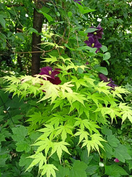  - Grădina 2024 continuare 3