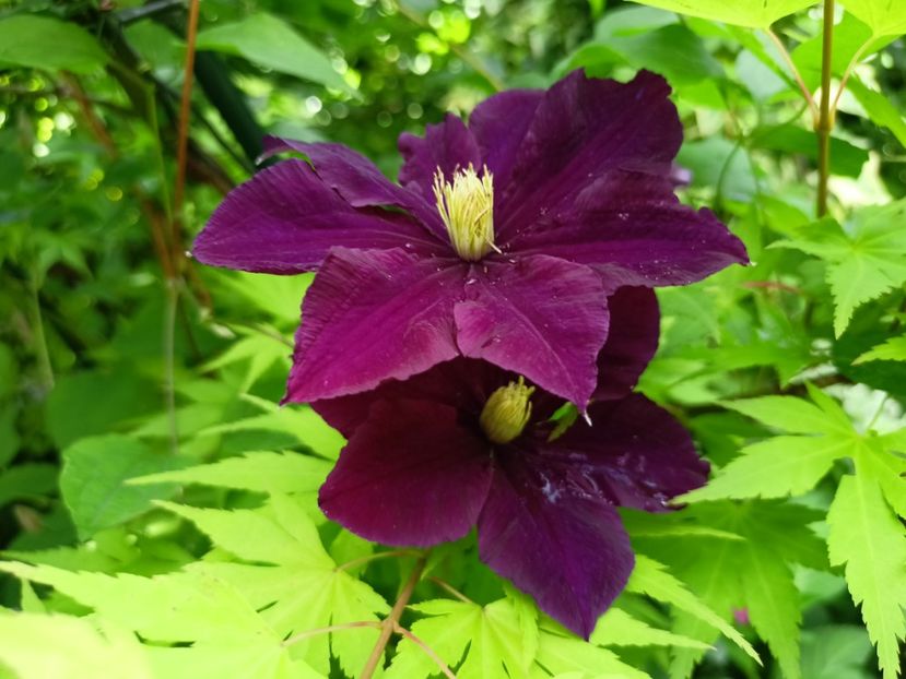 Niobe - Grădina 2024 continuare 3