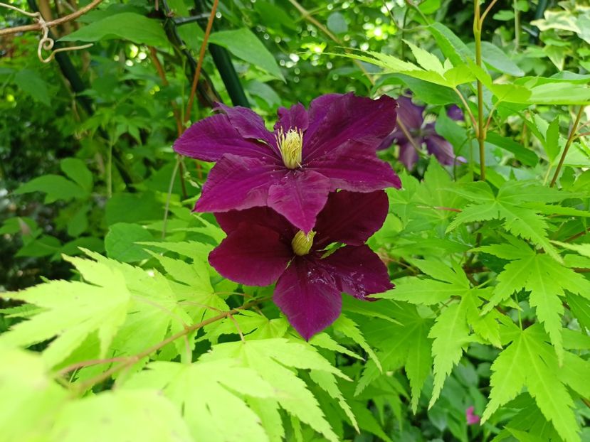  - Grădina 2024 continuare 3