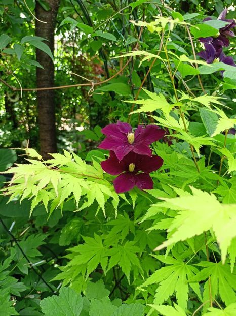  - Grădina 2024 continuare 3