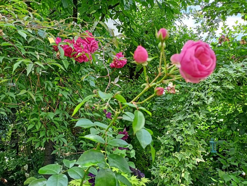  - Grădina 2024 continuare 3