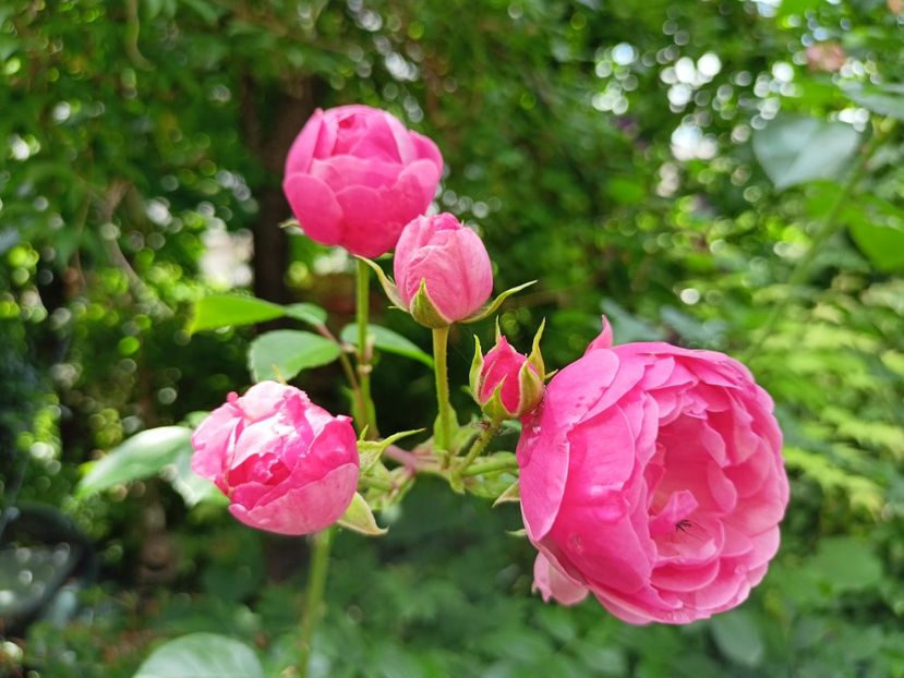 Pomponella - Grădina 2024 continuare 3