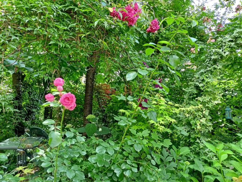  - Grădina 2024 continuare 3