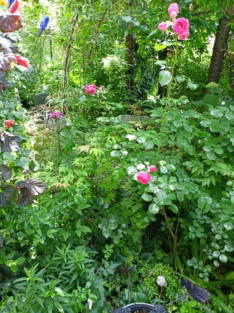  - Grădina 2024 continuare 3