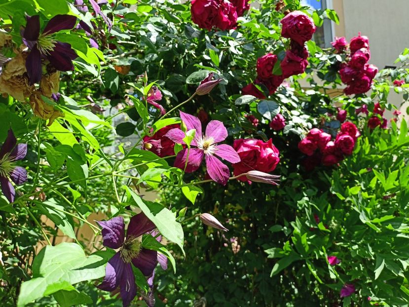  - Grădina 2024 continuare 3