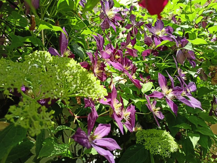 Mikelite - Grădina 2024 continuare 3