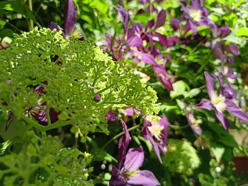  - Grădina 2024 continuare 3