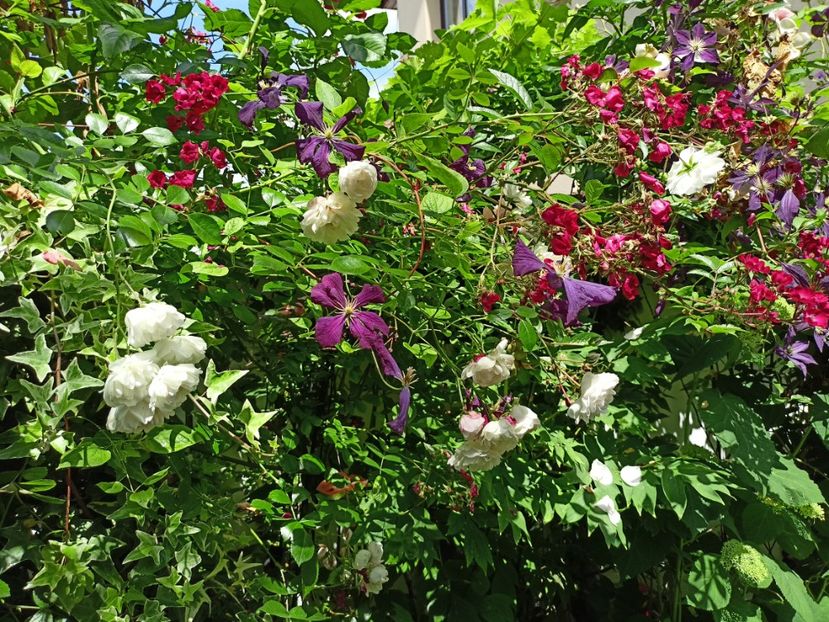  - Grădina 2024 continuare 3