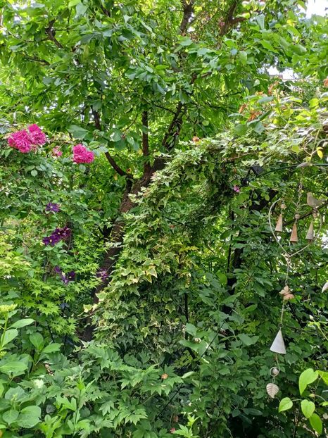  - Grădina 2024 continuare 3